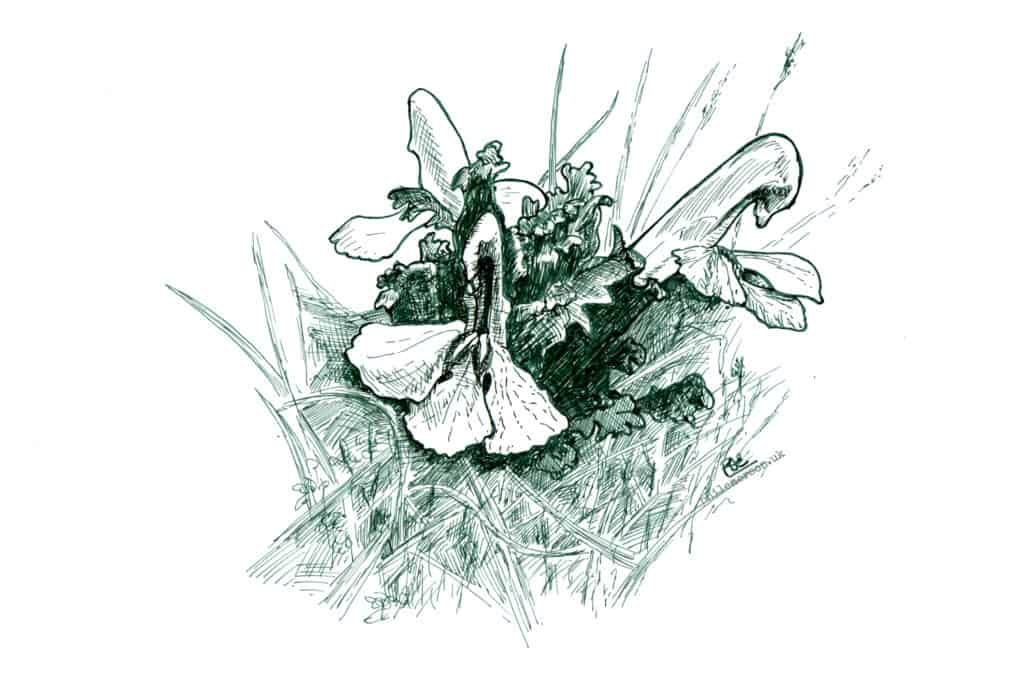 Pen and ink drawing of Lousewort