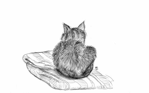 Line drawing of a cat sat on a folded blanket, facing away from the viewer