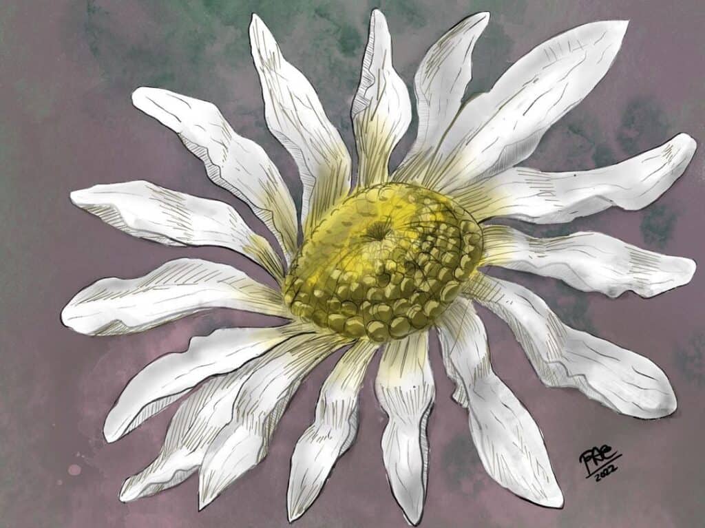 Digital mixed media painting of a daisy by Phil Emerson